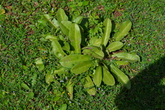 Euphorbia fusiformis